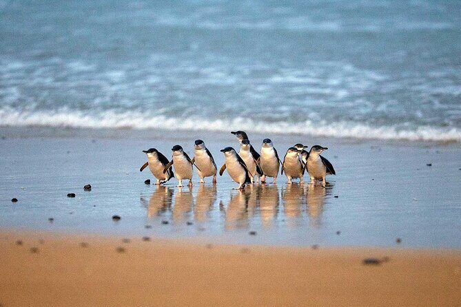Private Melbourne Tour: Phillip Island and Chocolate Factory - Practical Considerations