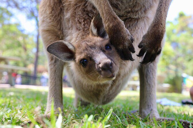 Private Nature Escape Tour 2 Days in Sydney - FAQ