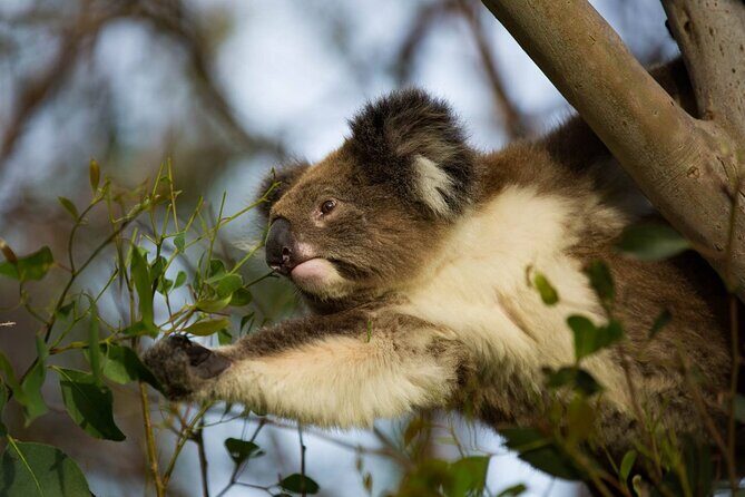 Private Premium Great Ocean Road with Lunch & Wildlife spotting - Authentic Experiences and Honest Insights