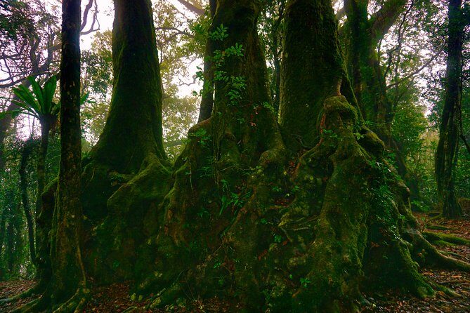Private Rainforest & Wildlife Tour - Build Your Own Experience - What Makes This Tour Stand Out?