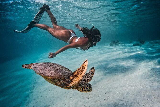 Private Rarotonga Turtle Tour - What Makes This Tour Special?