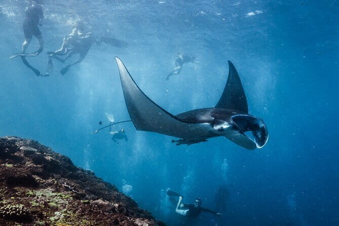 Private Snorkeling and Freediving Trip to Manta Point - Authentic Encounters and Genuine Reviews