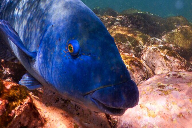 Private Snorkeling Tour In Sydney's Marine Reserve - Final Thoughts