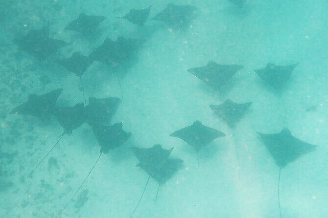 Private Snorkeling Trip on a Polynesian Outrigger - Practical Details and Tips