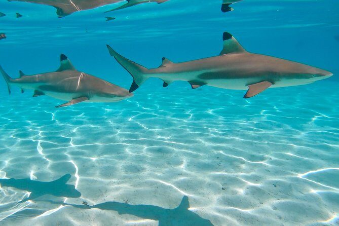 PRIVATE Sunset Tour: Moorea Snorkeling on a Catamaran named Taboo - What’s Included and What’s Not
