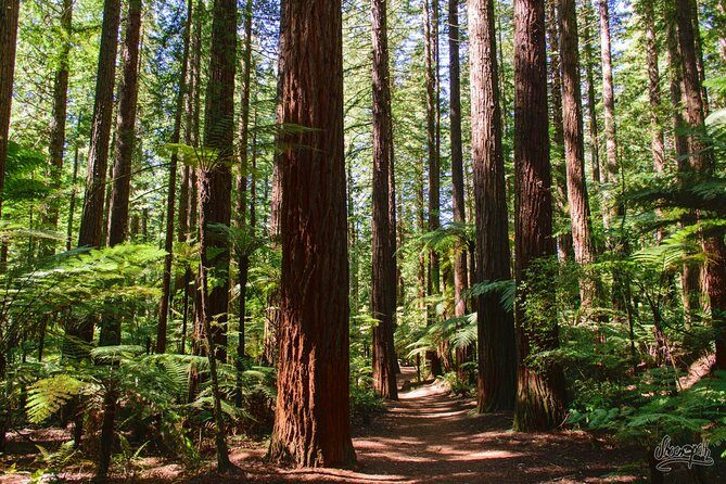 Private Tauranga Day Trip-Rotorua Geysers & Canopy Tree Walk. - A Detailed Look at the Experience