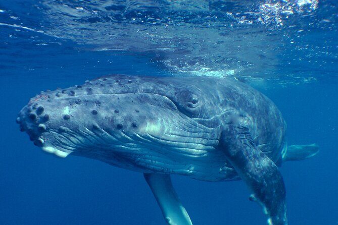 Private Tour 4h Whale watching quiet area peninsula Tahiti - FAQ