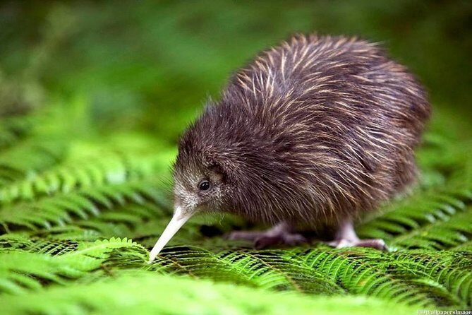 Private tour from Auckland - Waitomo Glowworm Caves, Zealong Tea & Kiwi Bird - A Well-Balanced Journey into Nature and Culture