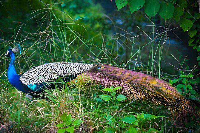 Private Tour from Ella to Tangalle with Udawalawe Safari - Why This Tour Is a Great Choice