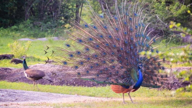 Private Tour from Sigiriya to Kandy with Wasgamuwa Safari - The Itinerary in Detail