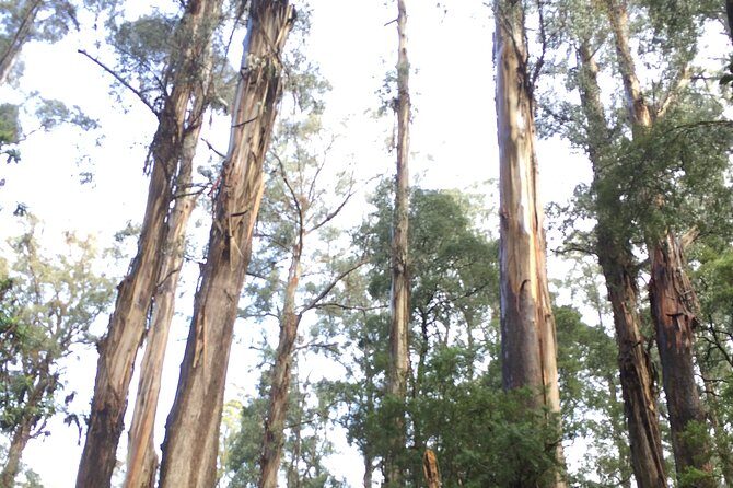 [Private Tour] Healesville Sanctuary Wildlife & Puffing Billy Steam Train - FAQ
