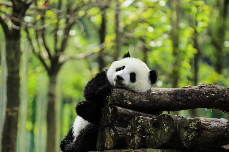 Private tour in Chengdu Panda Base and Leshan Giant Buddha - Is It Worth the Price?
