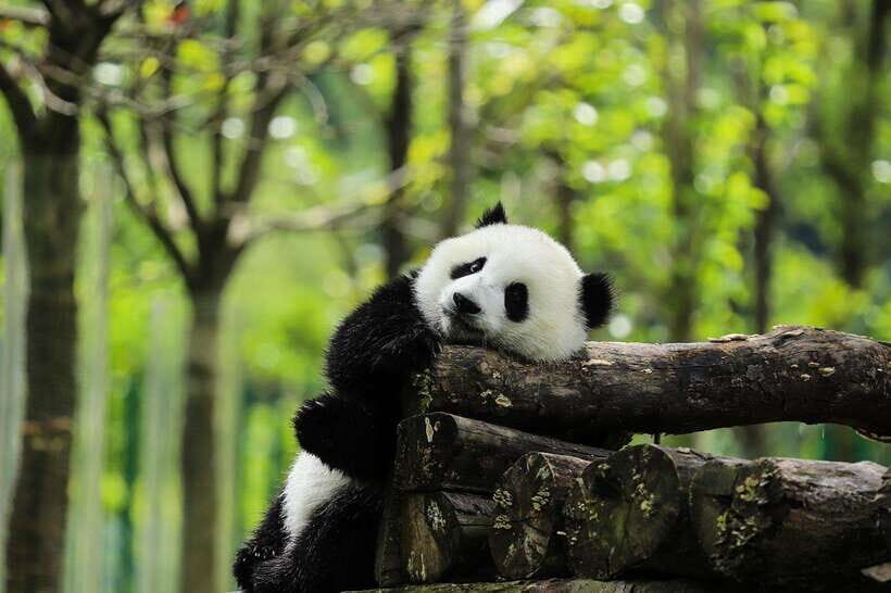 Private tour in Chengdu Panda Base and Leshan Giant Buddha - Is It Worth the Price?