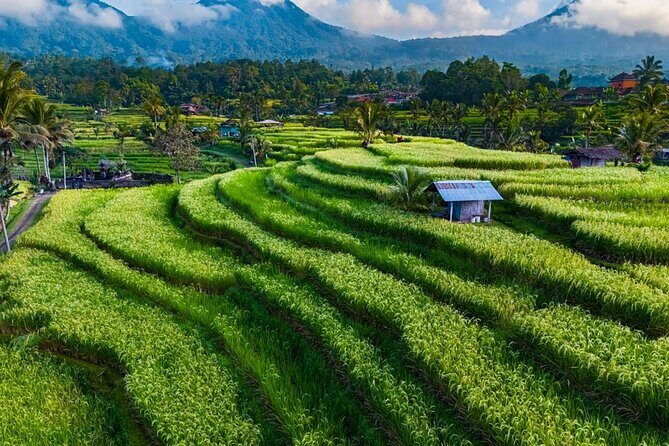 Private Tour of Balis Temples, Rice Terraces & Villages - The Sum Up
