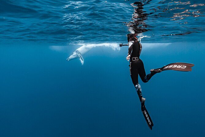 Private tour whale watching and snorkeling in Moorea - An In-Depth Look at the Private Whale Watching and Snorkeling Tour