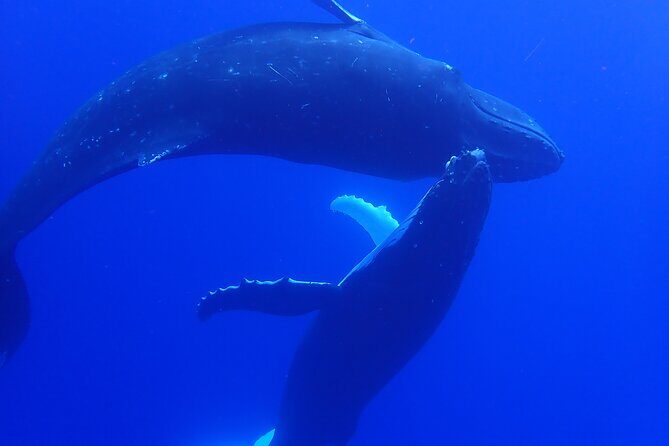 Private Tour Whale Watching Half Day Tour - The Realities and the Reviews