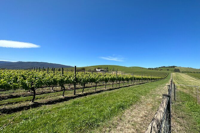 Private Tour: Yarra Valley Wine, Cheese, Bubbles & Chocolaterie - The Guides Role and Guest Experiences