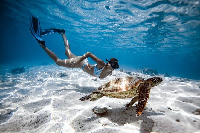 Private Turtle and Ray Tour Rarotonga - What Travelers Say