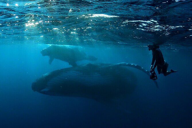 Private Whale Outing on the Tahiti Peninsula - Is This Tour for You?