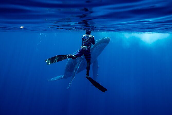 Private Whale Watching Adventure in Mo'orea - Frequently Asked Questions
