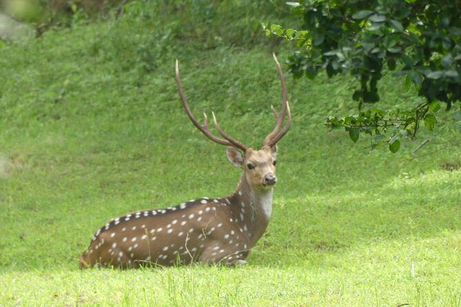 Private Yala Safari Full or Half Day Leopard Tour - Price and Value