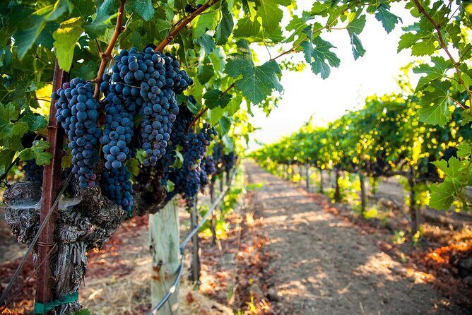 Private Yalumba Wine Tour Experience from Angaston - The Value and Who Should Consider It