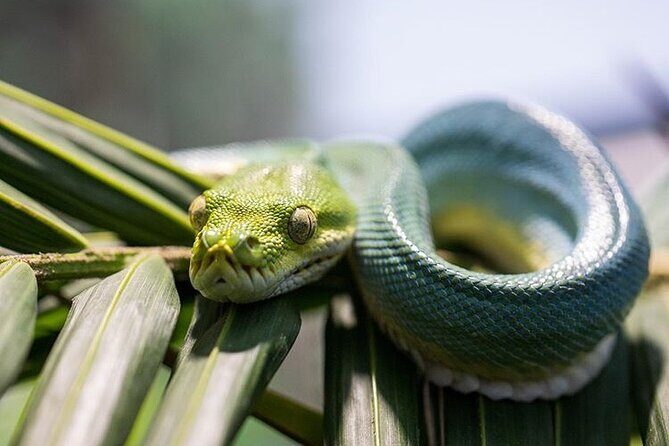 PVT Guided Tour: Sydney Opera House and Featherdale Wildlife Park - FAQ