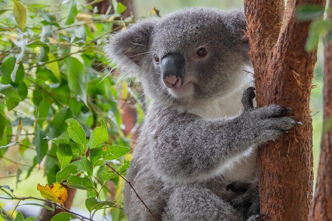 Quad Biking, Koalas and Kangaroos - Private Tour - FAQs