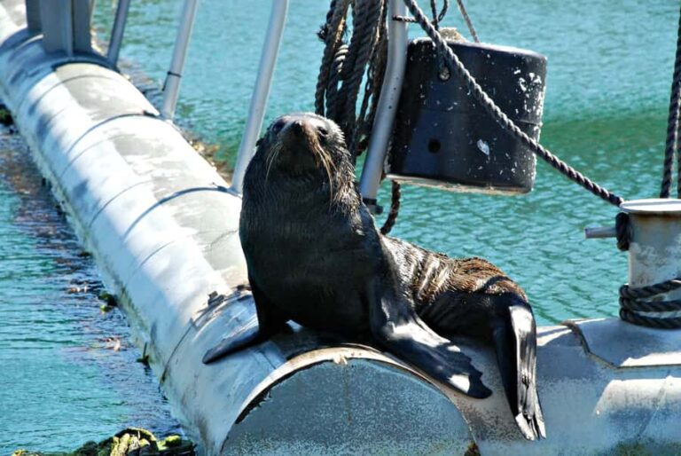 Queen Charlotte Sound Mail Boat Cruise from Picton - Authenticity and Value
