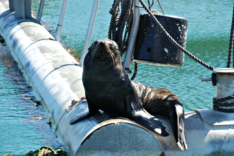 Queen Charlotte Sound Mail Boat Cruise from Picton - Authenticity and Value