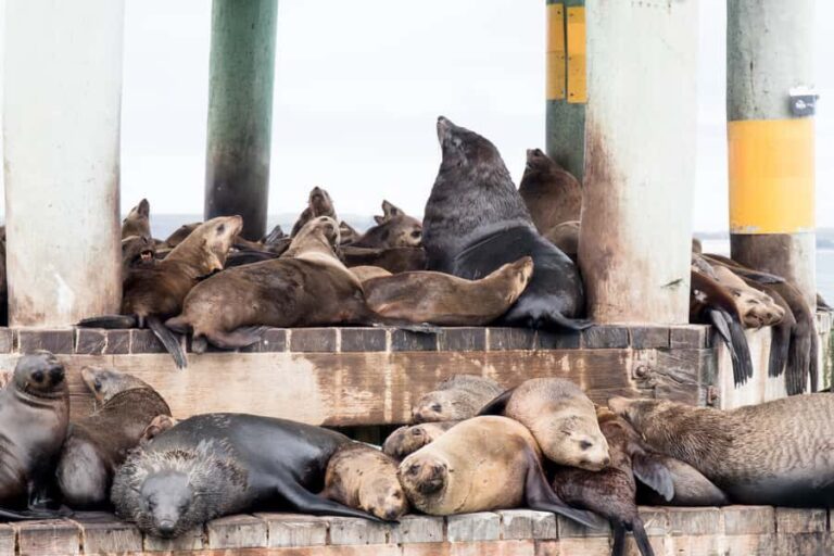 Queenscliff: 1.5hr Harbour Wildlife Sightseeing Cruise Tour - Why This Tour Works Well