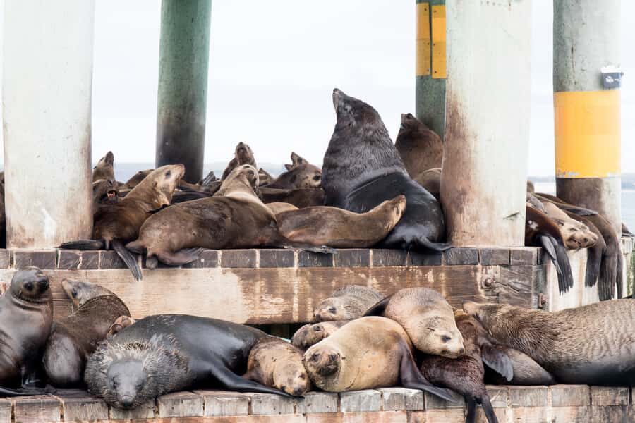 Queenscliff: 1.5hr Harbour Wildlife Sightseeing Cruise Tour - Why This Tour Works Well