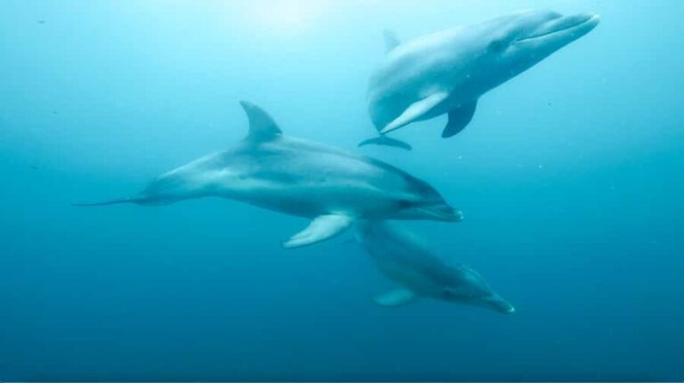Queenscliff Harbour: 3.5hr Seal & Dolphin Snorkelling Tour - The Boat and Facilities