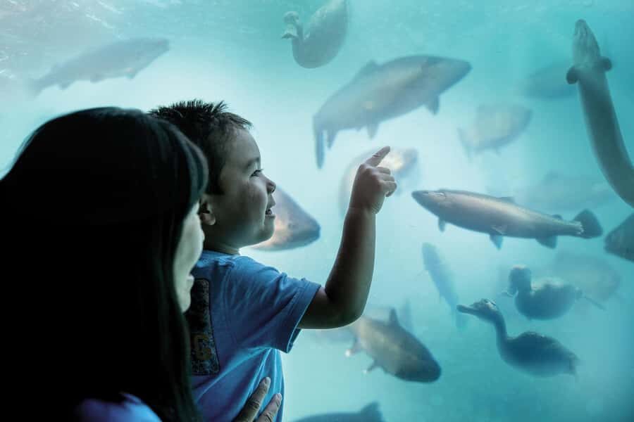 Queenstown: Hidden Underwater Theatre Experience - Authentic Reviews and What Travelers Say