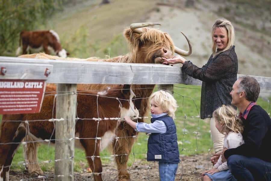Queenstown: Queenstown Lake Cruise and Walter Peak Farm Tour - What to Expect: From Lake to Farm
