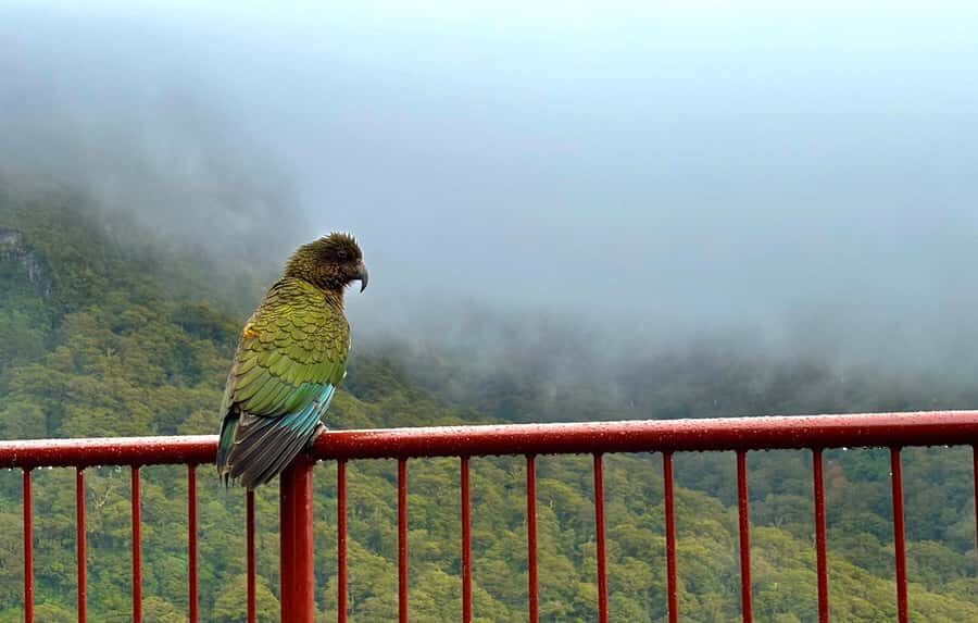 Queenstown to Te Anau via Milford Sound inc Cruise & Lunch - The Milford Sound Experience: An Up-Close Nature Encounter