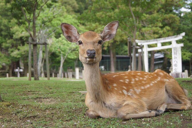 Quick Nara Tour for the First-Timers by Local Tour Guide - Final Thoughts