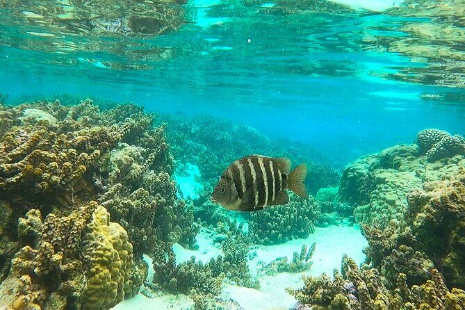 Raiatea-Tahaa Snorkeling in our beautiful Coral Garden - Snorkeling Experience and Marine Life
