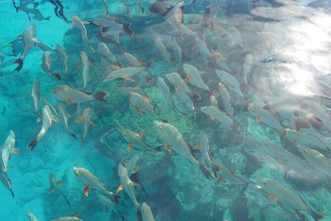 Rangiroa Snorkeling and Dolphin Cruise - What Makes This Tour Stand Out