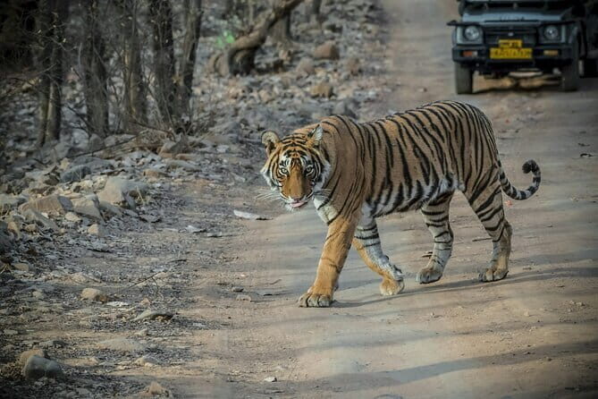 Ranthambore Day Trip from Jaipur with Tiger Safari - Cultural and Historical Sights