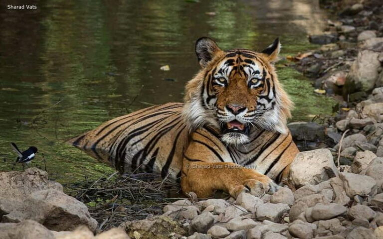 Ranthambore: Guided Safari Tour by Canter or Jeep - The Downside: What to Watch Out For