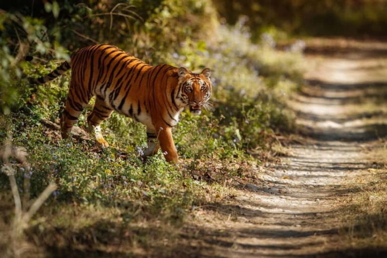 Ranthambore National Park: Safari Ticket with Pickup Option - Who Will Love This Tour?