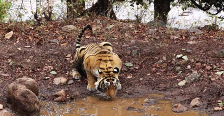 Ranthambore safari by Canter (20 seater) 24 hrs advance - What to Expect from the Canter Safari
