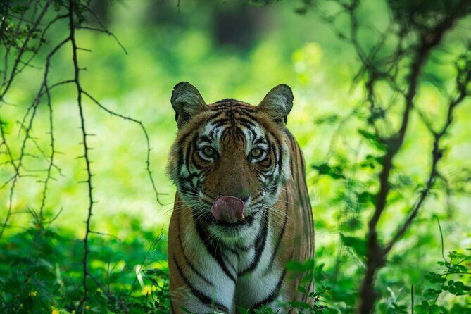 Ranthambore Tiger Safari In Gypsy 6 Seater All Inclusive visits - Who Should Book This Safari?