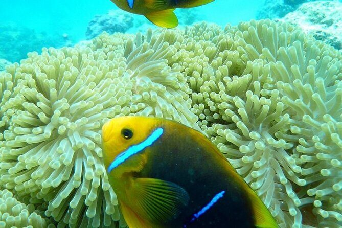 Reef Discovery Luxury Private Snorkeling Lagoon Tour - Who Should Consider This Tour?