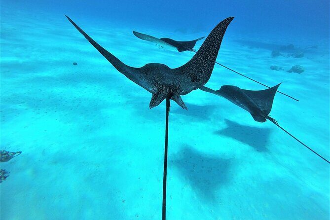 Reef Discovery Private Full Day Lagoon Tour & Water Lunch - Practical Tips for Booking and Enjoying the Tour