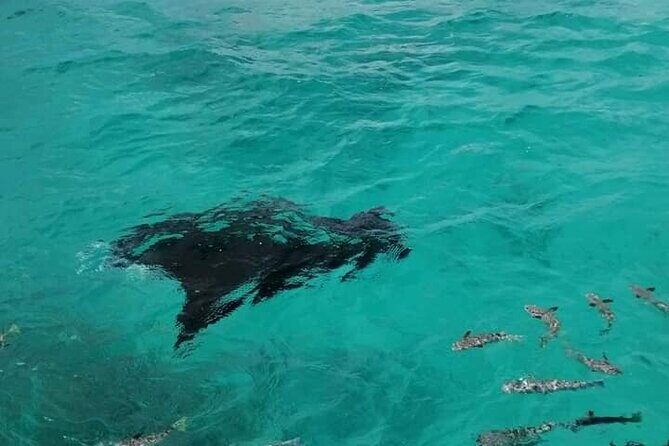 Reef island private tour - Practical Tips for Participants