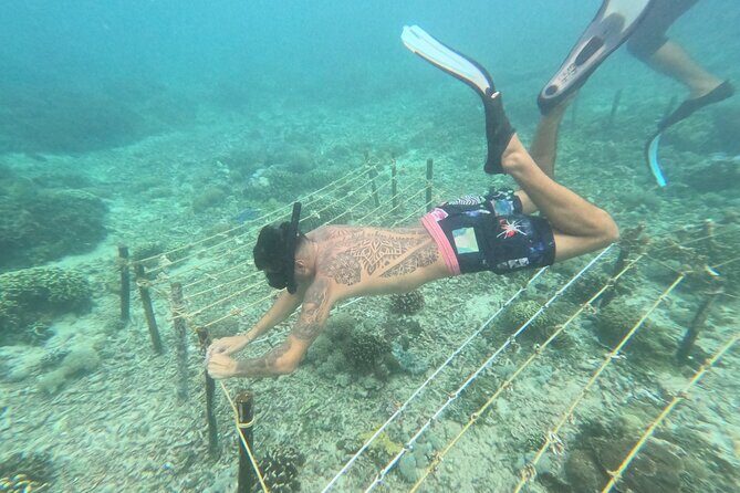 Reef Rehabilitation Course and Snorkeling - Who Will Love This Tour?