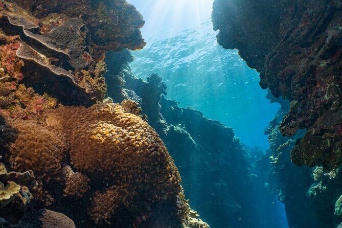 Reef Tour with SCUBA Dive from Cairns, pontoon with activities - Authentic Experiences and What Travelers Say