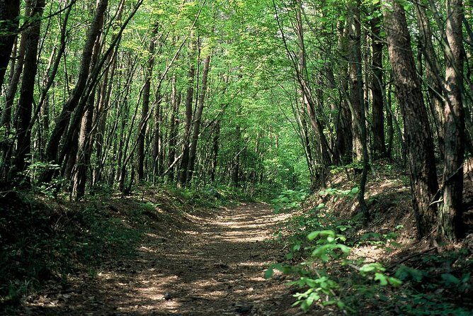 Relax and refresh in Karuizawa Forest! Shinanoji down trekking around two people - Who Should Consider This Tour?